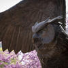 The Owl statue in Temple's O'Connor Plaza on Main Campus